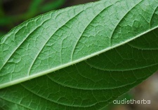 Ruellia strepens leaf6.jpg